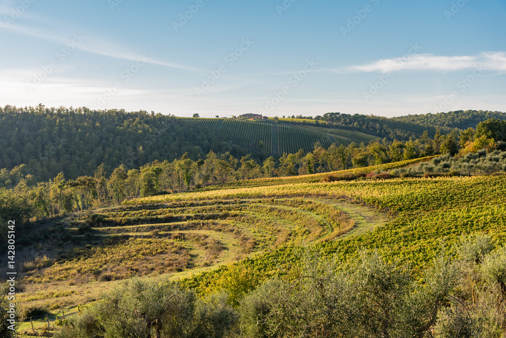 intense colors and scents of autumn in the Chianti hills in Tuscany