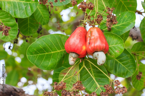 Cashew fruit (Anacardium occidentale) hanging on tree