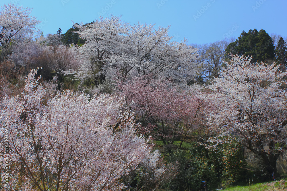 Hanamiyama Park in fukushima Japan 福島 花見山公園 Hanamiyama Park in fukushima Japan 福島 花見山公園