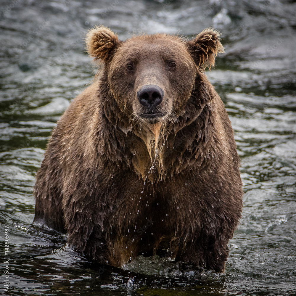 Grizzly Bear- Ursa Major- Kodiak Bear - Katmai Alaska Grizzly Bear- Ursa Major- Kodiak Bear - Katmai Alaska