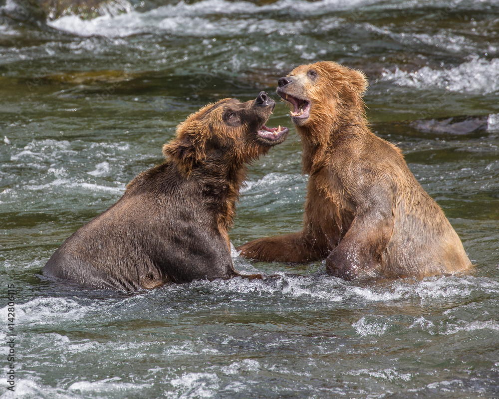 Happy Grizzly Bears Playing in the River Happy Grizzly Bears Playing in the River