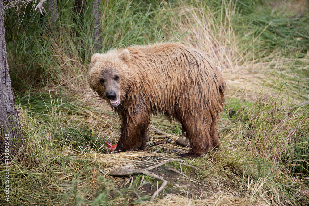 Grizzly cub eating fish