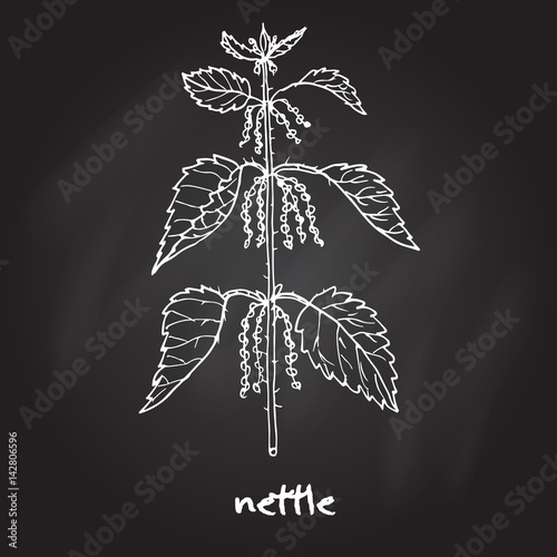 Nettle medicinal plant