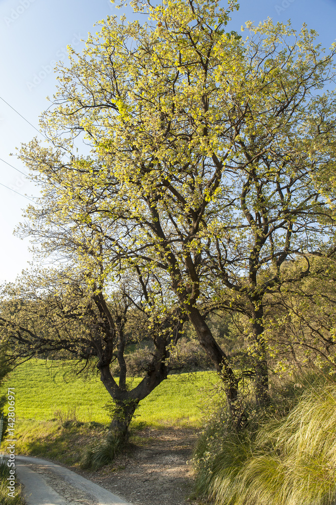Big oak tree in spring season near a country road. Blue sky background