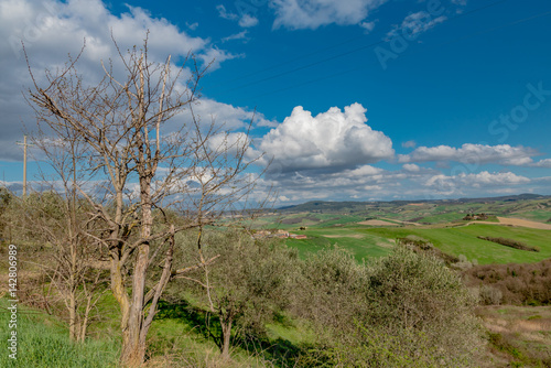 trees and houses in the green hills of Tuscany in spring