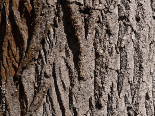 Invoice of tree bark in spring sun