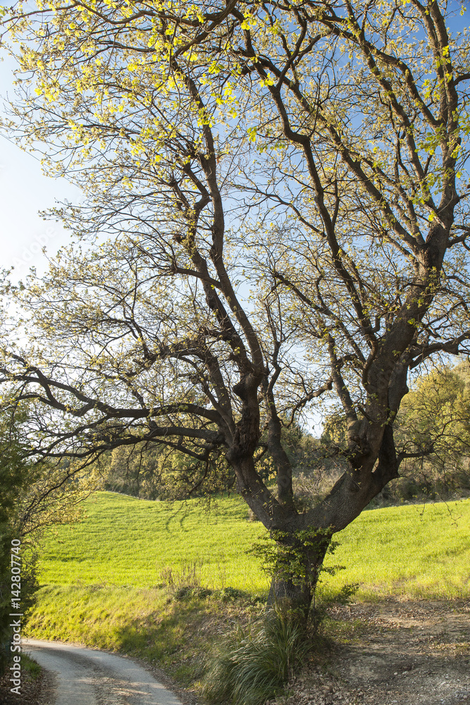 Big oak tree in spring season near a country road. Blue sky background Big oak tree in spring season near a country road. Blue sky background