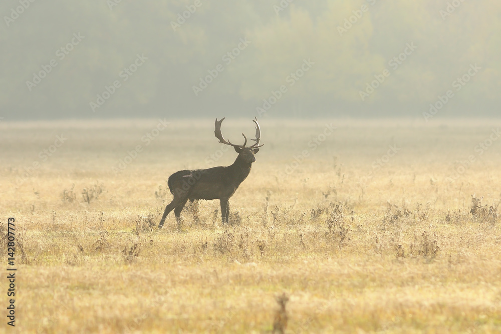 fallow deer buck walking on lawn in the morning