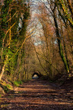 Autumn trees and tunnel