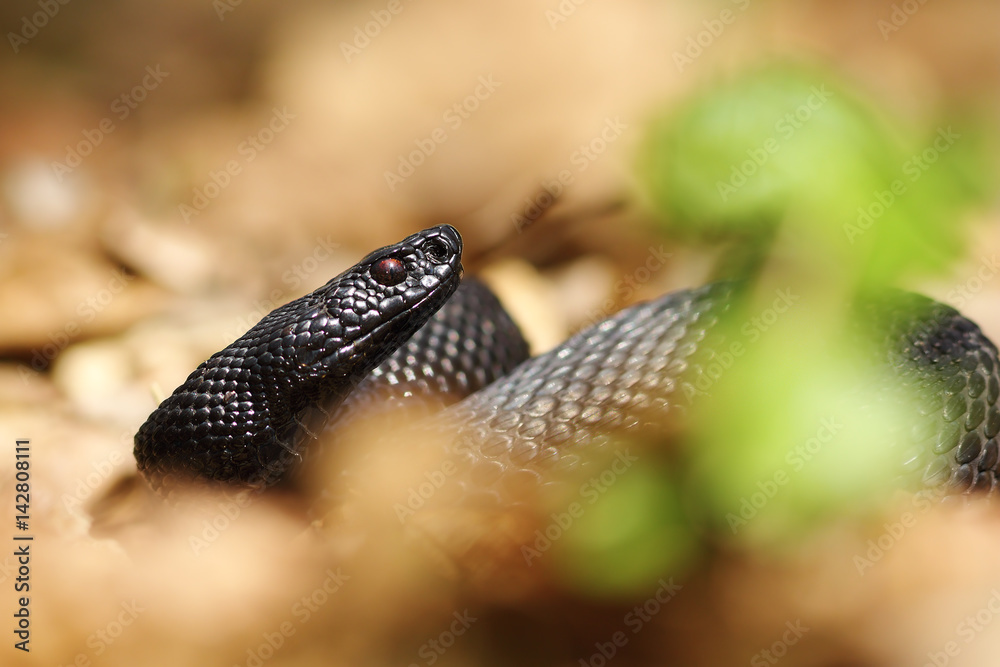 portrait of black viper portrait of black viper