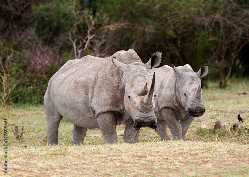Fototapeta premium White Rhinoceros pair