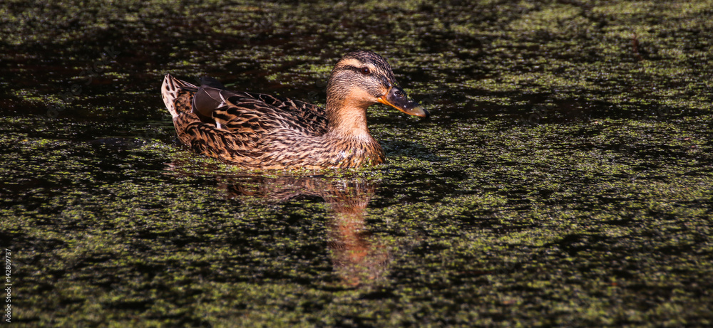 Weibliche Stockente auf Teich mit Entengrütze StockFoto Adobe Stock