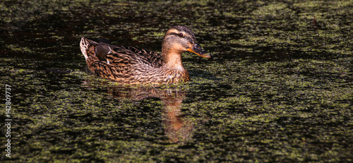 Weibliche Stockente auf Teich mit Entengrütze photo