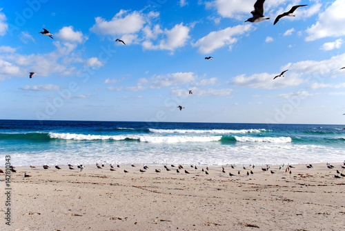 A bunch of seagulls on the beach