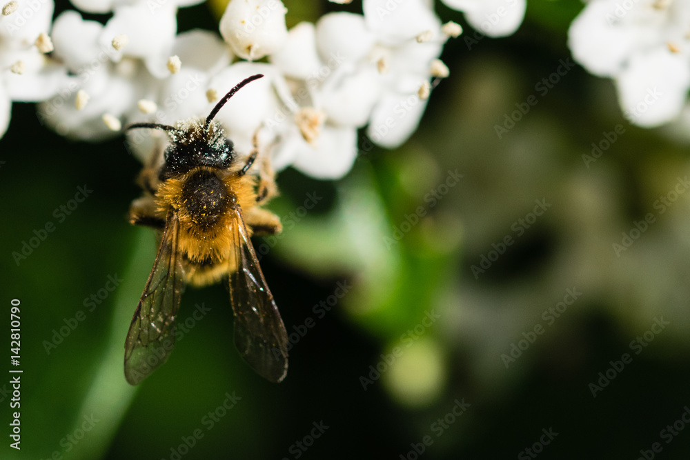 Spring time scene as honeybee collects pollen nectar from white flowers in sunshine Spring time scene as honeybee collects pollen nectar from white flowers in sunshine