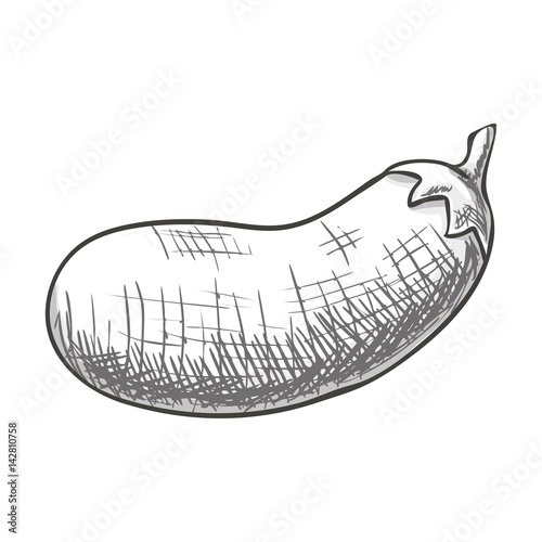 Monochrome sketch style eggplant isolated. Eco organic fresh vegetable. Vector.