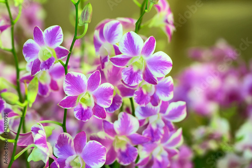 Orchids © ake