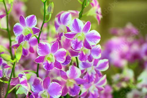 Orchids