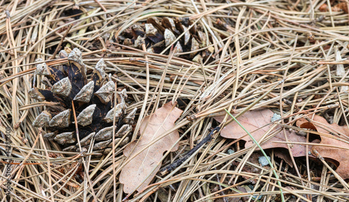 Kieferzapfen auf Waldboden