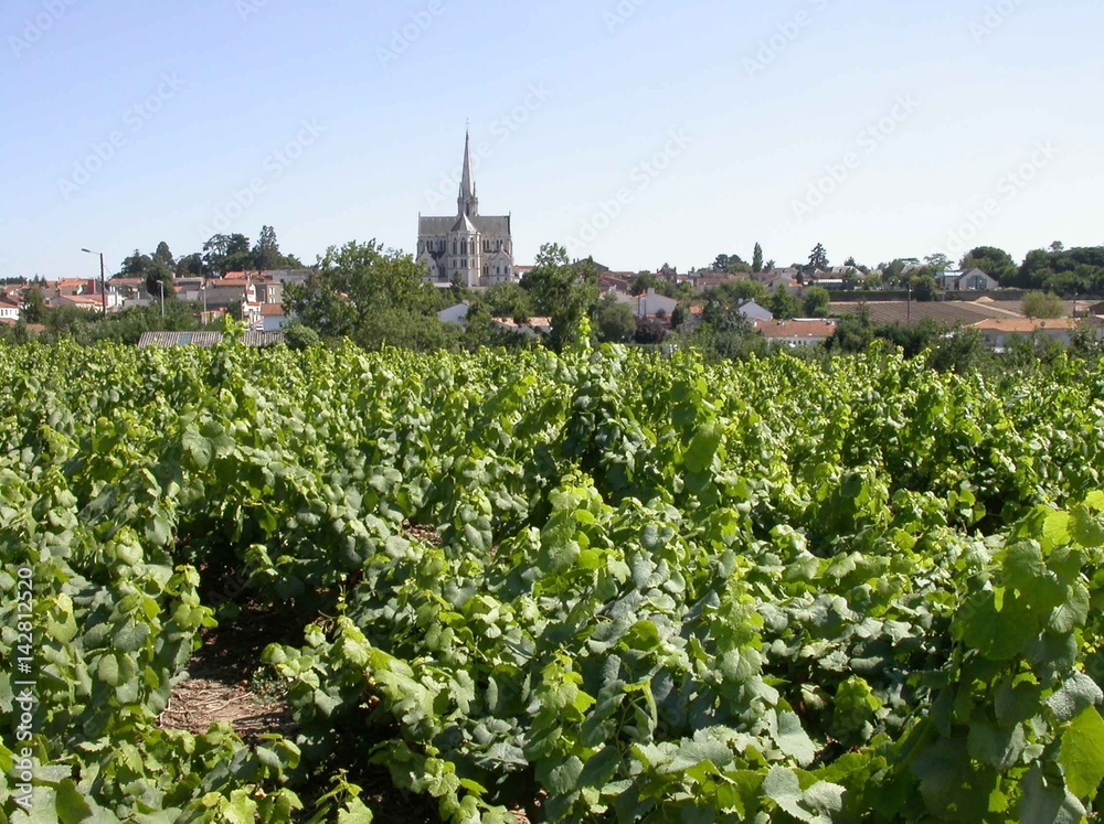 Vigne devant village viticole en Loire-Atlantique