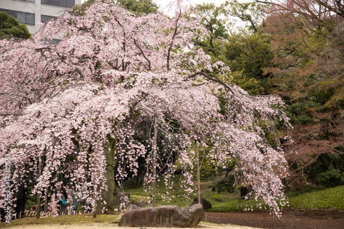 Weeping cherry blossoms at Koishikawa korakuen Gardens, Tokyo, Japan (1st of April, 2017)