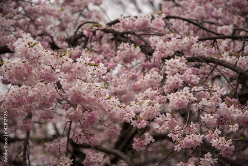 Weeping cherry blossoms at Koishikawa korakuen Gardens, Tokyo, Japan (1st of April, 2017)