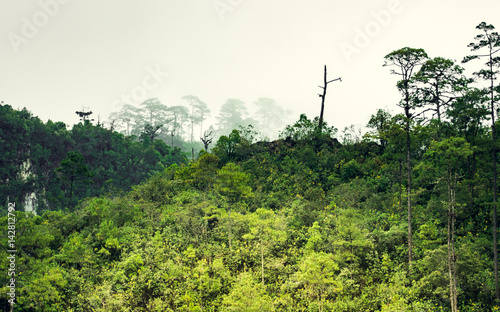 Tropical hilly forest in the clouds, Mexico