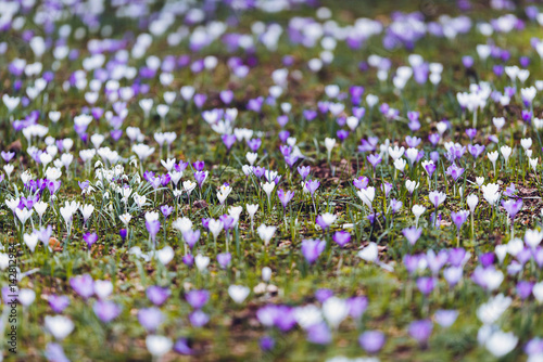 Meadow in park filled with crocuses.