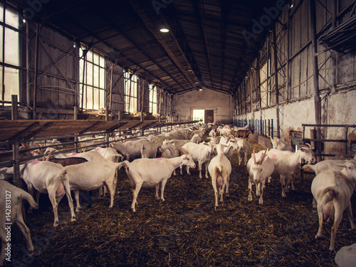 Herd of goats in the farm