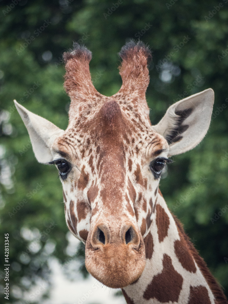 Fototapeta premium Giraffe head portrait