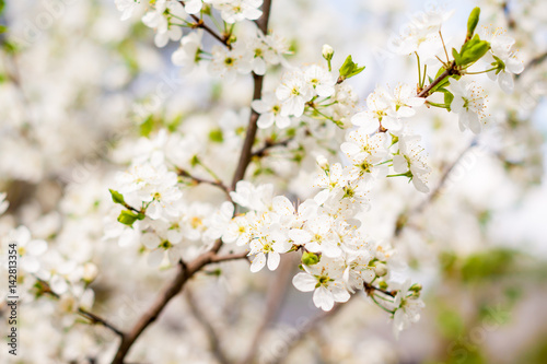 blossom cherry tree © Alexey Repka