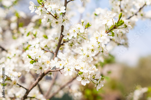 blossom cherry tree © Alexey Repka