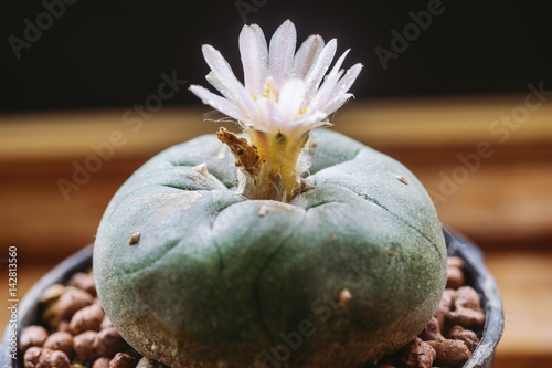 Lophophora williamsii