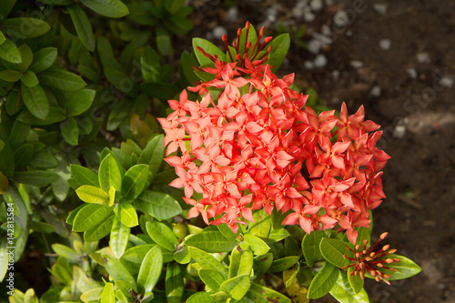 Цветок тропический красный Иксора