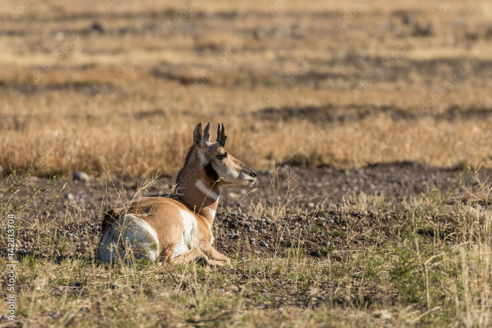 Young Pronghorn Buck