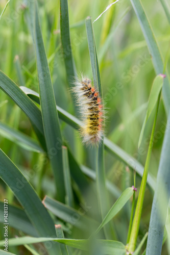 Caterpillar on leaf © Michael Egenburg