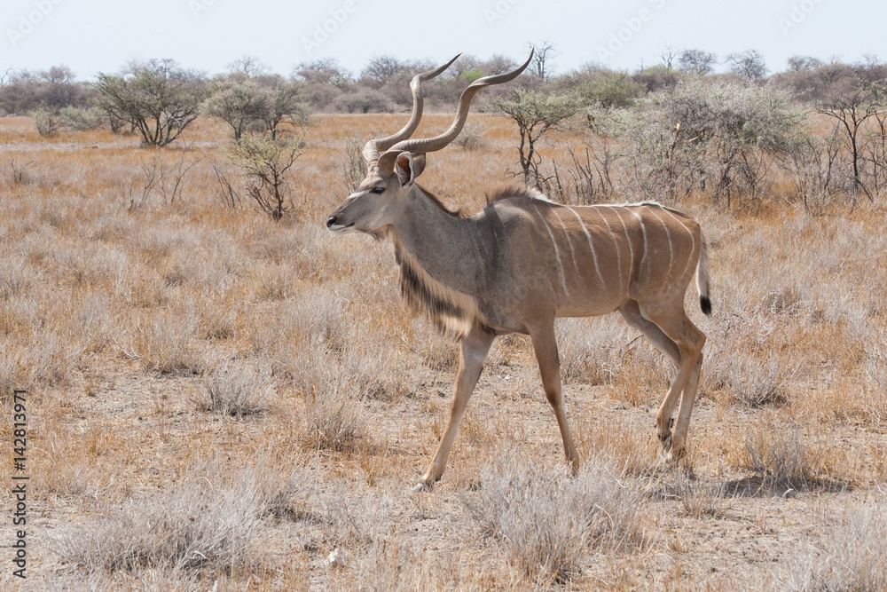 Großer Kudu Großer Kudu