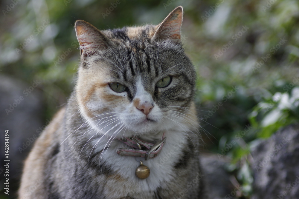 Gatto sornione