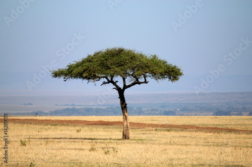 Acacia dans la savane photo