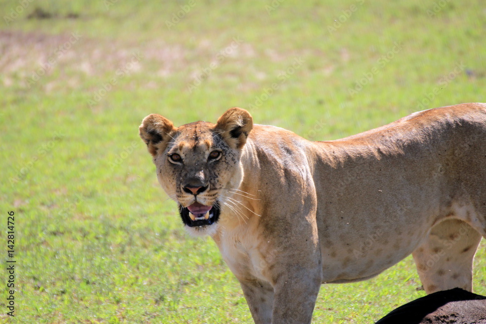 Fototapeta premium Fière lionne
