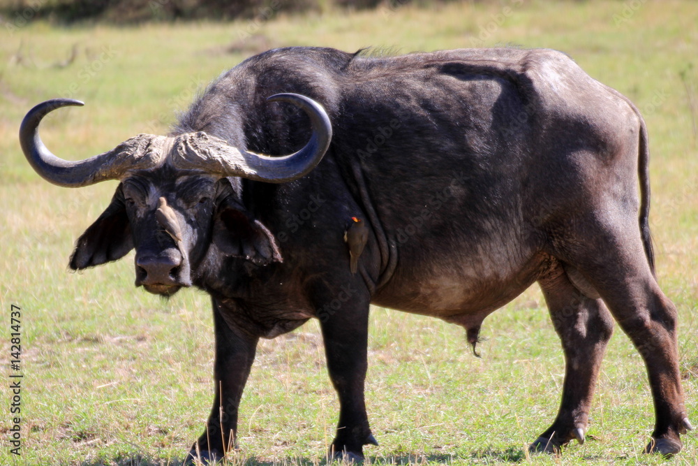 Buffle Buffle