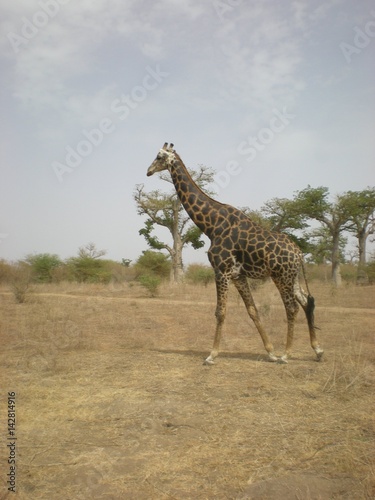 Giraffe