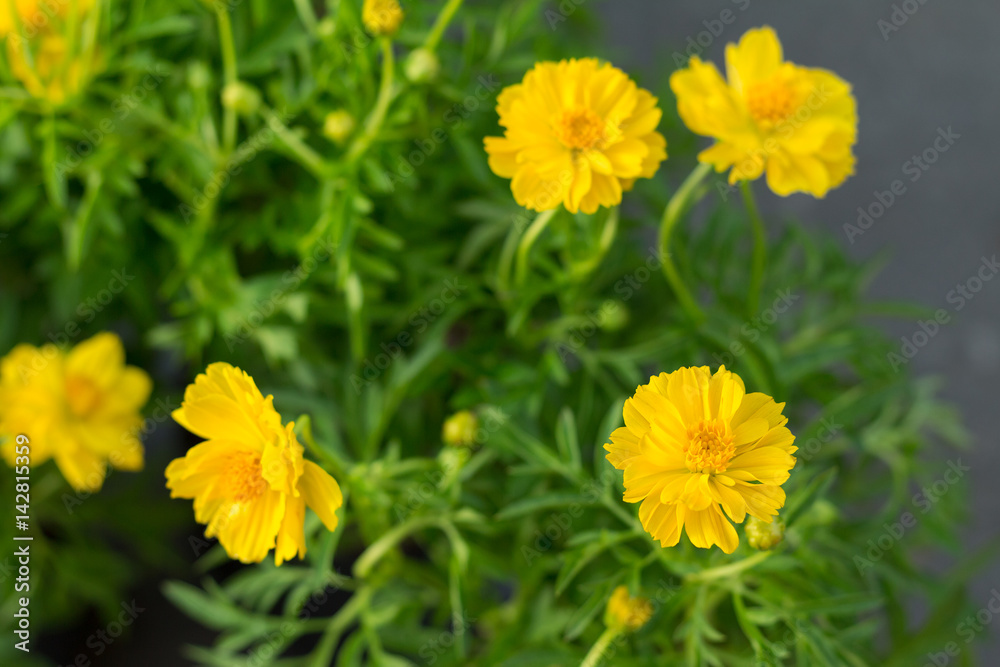 The yellow flowers The yellow flowers