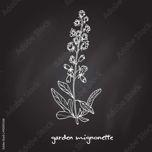 Reseda or Mignonette, aromatic and medicinal plant