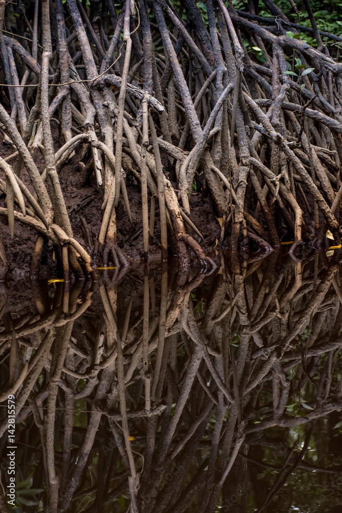 Close up tangle of Mangrove tree roots and branches growing in to a calm mangrove river with detailed reflection. Close up tangle of Mangrove tree roots and branches growing in to a calm mangrove river with detailed reflection.