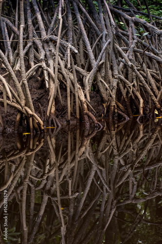 Close up tangle of Mangrove tree roots and branches growing in to a calm mangrove river with detailed reflection. © phil