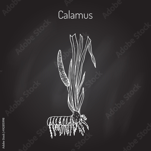 Photography Leaves and root of Acorus calamus.