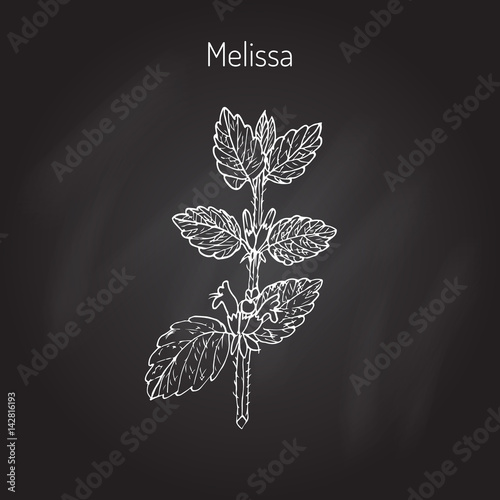 Melissa, lemon balm