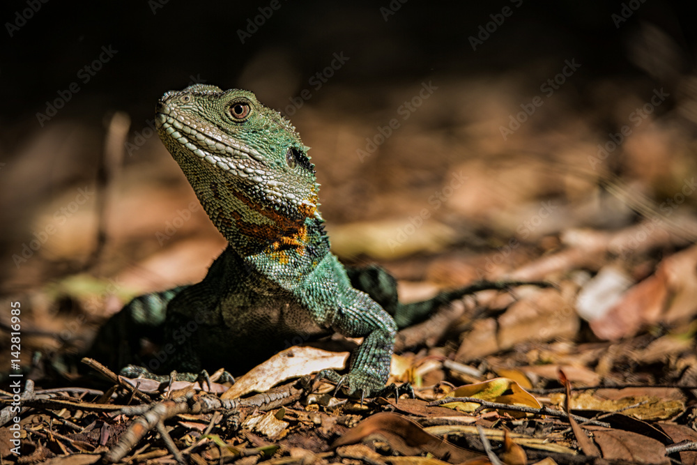 Fototapeta premium Lizard of Royal Botanic Garden, Canberra, Australia