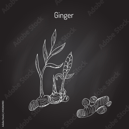 Hand drawn ginger plant